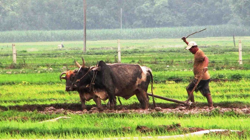 रोपाइँका लागि गोरुकै भर